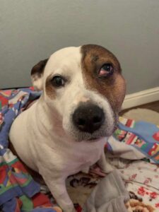 Kia before her opertation with osteosarcoma