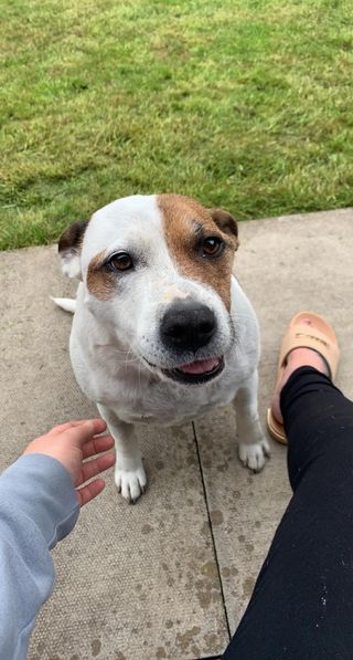 Kia's the dogs recovery with CBD