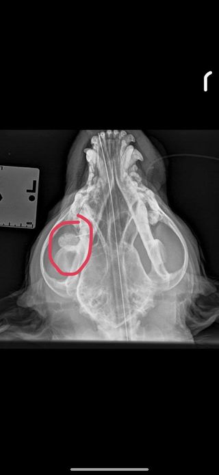 Can CBD help dog with cancer