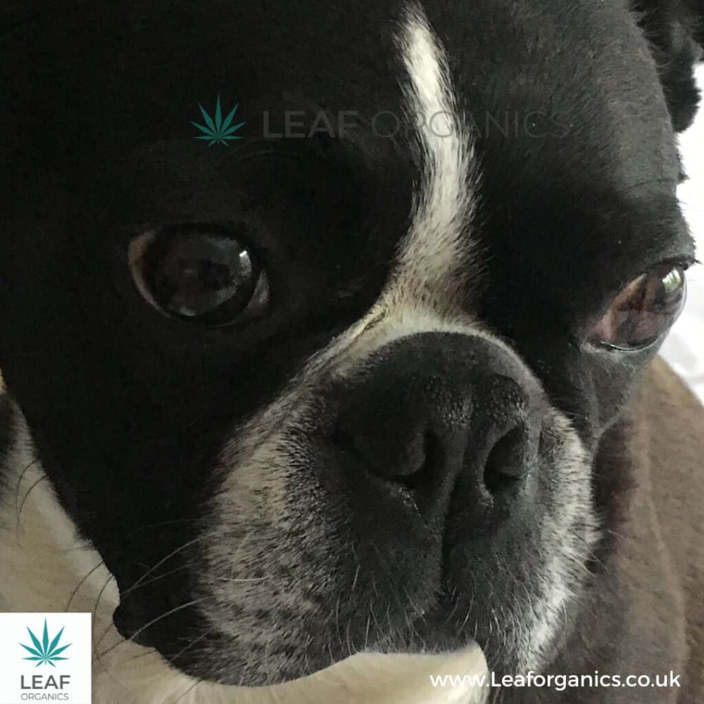 Pet CBD